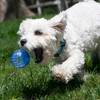 KONG Balle Squeezz Geodz lot de 2 pour Chien