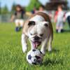 KONG Balle Signature Sport lot de 3 pour Chien