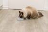 Gamelle anti-glouton chat rectangulaire 0,25 L