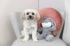 Peluche Lapin 25 cm pour Chien