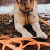 Collier pour chien Convenience orange Hunter