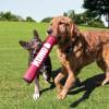 KONG Jouet Signature Stick pour Chien