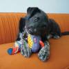 KONG Peluche Ballistic Vibez Birds pour Chien