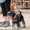 Harnais Walk Air confort orange DOG Copenhagen pour chien