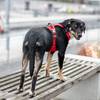 Harnais Comfort Walk Pro rouge DOG Copenhagen pour chien