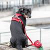 Harnais Comfort Walk Pro rouge DOG Copenhagen pour chien