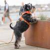 Harnais Comfort Walk Pro anti-traction avec poignée pour chien orange DOG Copenhagen