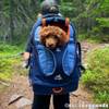 Sac à dos G-Train bleu marine pour chien