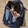 Sac à dos G-Train bleu marine pour chien