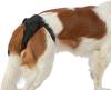 Couche pour chienne en chaleurs