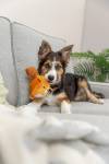 Jouet peluche pour chien mémoire de forme écureuil