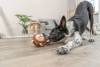 Peluche mémoire de forme jouet pour chien singe