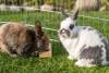 Jouet pour lapin, jeu d’intelligence, bois naturel