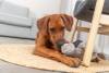 Jouet peluche pour chien tortue