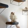 Griffoir mural en carton pour chat