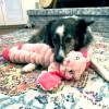 KONG Peluche shakers crumples lapin XL pour Chien