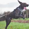 Harnais chien Style UPKA gris