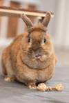 Jouet haltères bois et herbe lapin nain