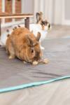 Jouet haltères bois et herbe lapin nain