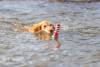 Jouet d'eau Phare avec corde pour chien