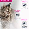 Eukanuba croquettes chat adult sans céréales au saumon