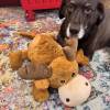 KONG Peluche Cozie Jumbo Marvin XL pour Chien