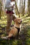 Ceinture sportive pour chien pratique, confortable et multi-poches rouge