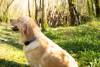 Collier Lumineux rechargeable et ajustable pour chiens à poils longs
