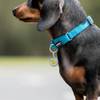 Médaille motif Cookie Bleu pour chien et chat