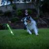Bâton à lancer résistant phosphorescent pour chien