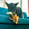 KONG Peluche Wild Low Stuff Faisan pour Chien