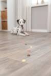 Friandises cookie véganes pour chien