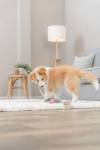 Jouet pour chien en cuir véritable et corde dragon