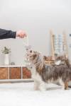 Jouet pour chien en cuir véritable arête de poisson sur corde