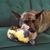 KONG Jouet Comfort Tykes Gosling pour chiot et petit chien