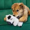 KONG Jouet Comfort Tykes cow pour chiot et petit chien