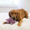 KONG Peluche Low Stuff Cochon Rayée pour Chien