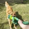 KONG Peluche knots grenouille L/XL pour Chien