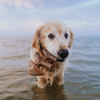 Benebone Jouet à mâcher Fishbone pour chien