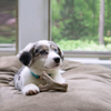 Benebone Jouet à mâcher puppy Wishbone taille S pour Chien