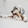 Benebone Jouet à mâcher pack puppy dental Chew-Wishbone bacon pour Chien
