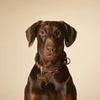 Médaille os doré personnalisable pour chien et chat