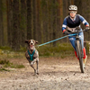 Harnais Blizzard Beast rouge pour canicross, cani-VTT, skijoring et attelage pour Chien