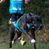 Harnais Blizzard Beast bleu pour canicross, cani-VTT, skijoring et attelage pour Chien