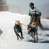 Harnais Blizzard Beast bleu pour canicross, cani-VTT, skijoring et attelage pour Chien