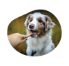 Peau & Pelage – friandises 100% saumon chien