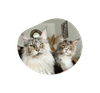 Système Urinaire – friandises chat saumon