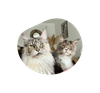 Système Urinaire – friandises chat saumon