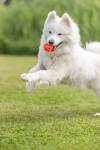 Balle perforée en TPE ø 6 cm orange – jouet à rapporter pour chien