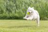 Balle perforée ovale en TPE pour chien 11 cm lime